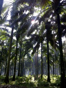 Demplot dengan pipa 7,5M+9M+3M di PT. Umada (RANTAU PRAPAT)