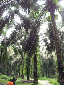 PT. ASIAN AGRI 2