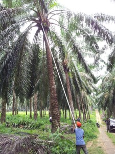 PT. TOLAN TIGA (SIPEF)